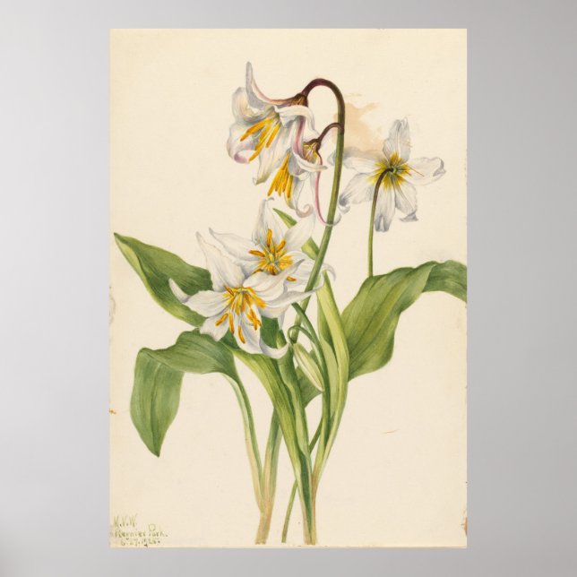 Avalanche Lily (Erytronium montanum) Poster (Framsidan)