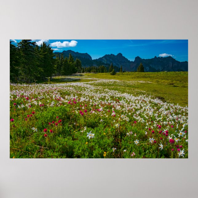 Avalanche Lily Superbloom Poster (Framsidan)