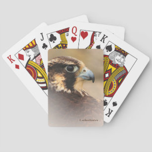 Avantande vinjetterad profil av en peregrine Falco Casinokort