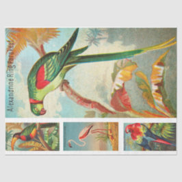 Avåtsida av Vintagen Fågelsamling Parakeet 2a