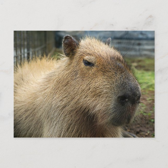 Avaxlad Capybara Porträtt Vykort (Framsida)