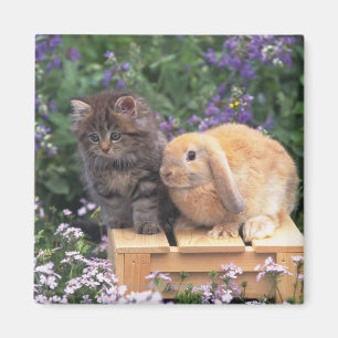 Avbilda av en kattunge, och en Lop gå i ax Magnet