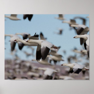 Avbrott i Socorro-himlar Poster