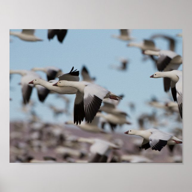 Avbrott i Socorro-himlar Poster (Framsidan)