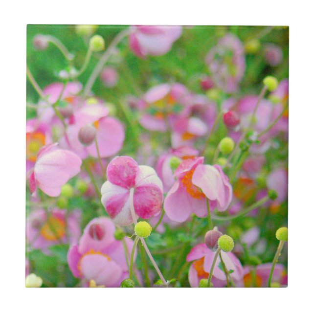 AVDELNING "ROSA FLOWERS SER NÄSTAN UT SOM CANDY" KAKELPLATTA (Framsidan)