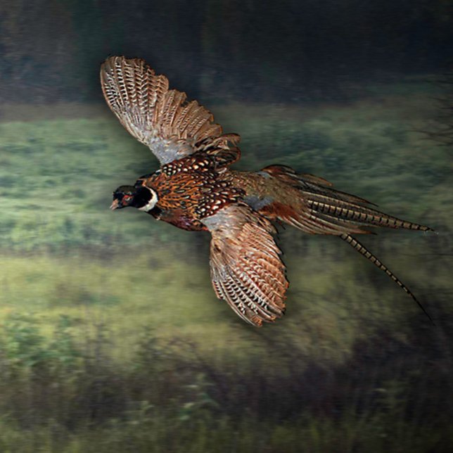 AVDELNING: " TITTAR för BE: Poster (PHESANT HUNTING PREY)