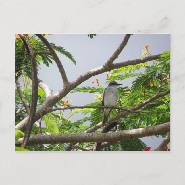 Ave En Cerrillos Vykort (Framsida)