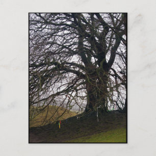 Avebury Beech Vykort