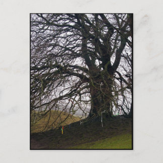 Avebury Beech Vykort