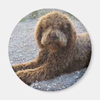 avec lagotto marron magnet