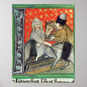 Avelgrisar och hästar poster