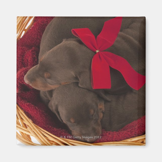 Även Doberman Pincher. Hund för medelstora domesti Magnet (Framsidan)