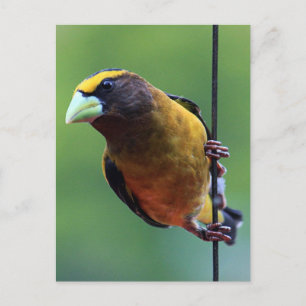 Äventing Grosbeak (Coccothraustes vespertinus) Vykort