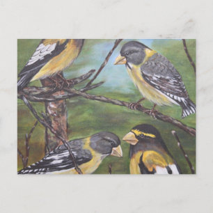 Äventing Grosbeaks Vykort