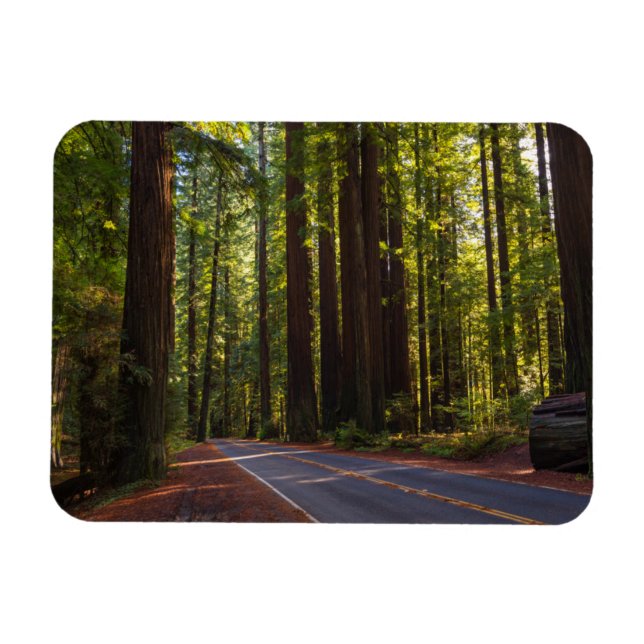 Avenue of Giant Redwood California Magnet (Horisontell)
