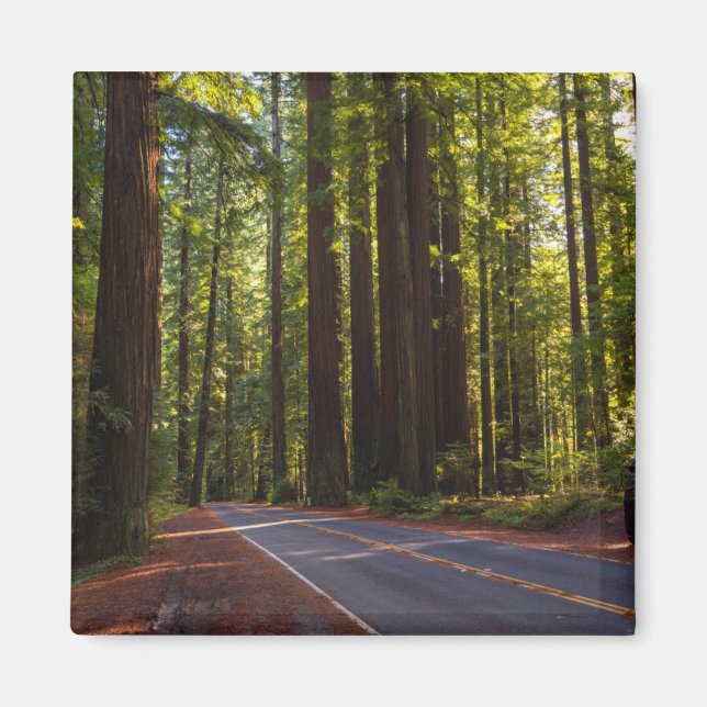 Avenue of Giant Redwood California Magnet (Framsidan)