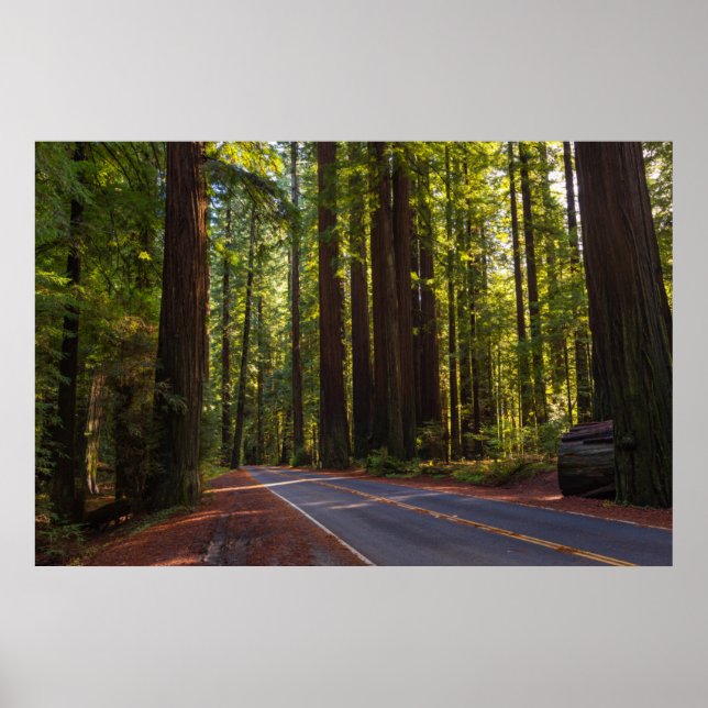 Avenue of Giant Redwood California Poster (Framsidan)