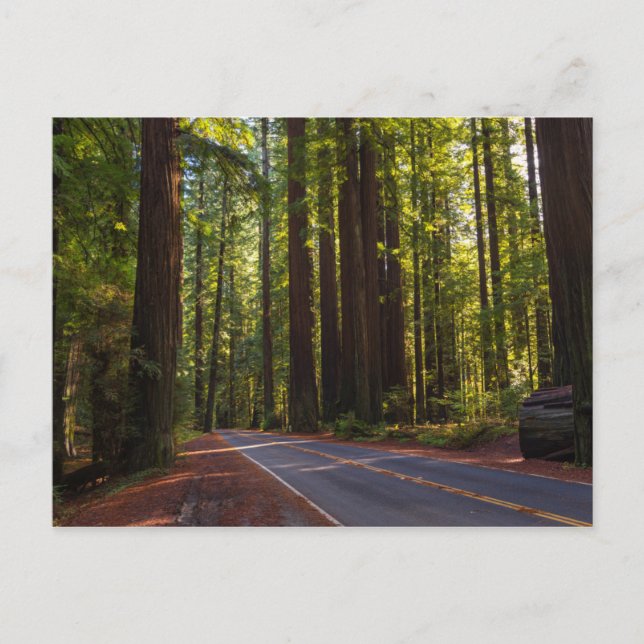 Avenue of Giant Redwood California Vykort (Framsida)