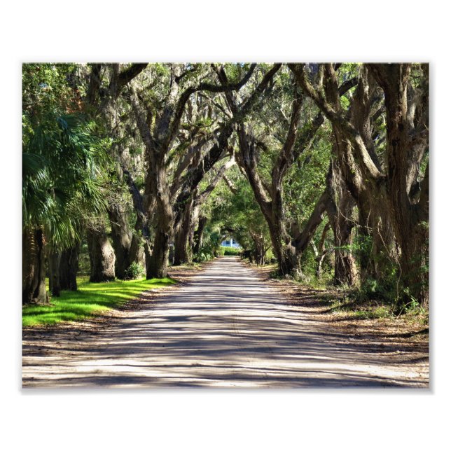 Avenue of Oaks Fototryck (Framsidan)