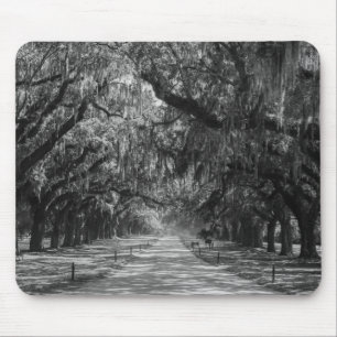 Avenue of Oaks Grayscale Musmatta