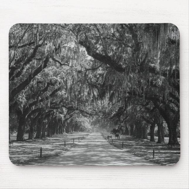 Avenue of Oaks Grayscale Musmatta (Framsidan)