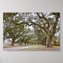 Avenue of Oaks på South Carolina Plantation Poster