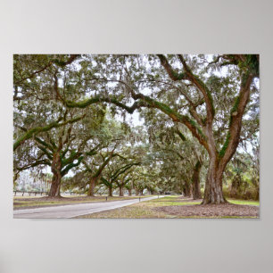 Avenue of Oaks på South Carolina Plantation Poster