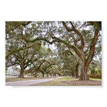 Avenue of Oaks på South Carolina Plantation