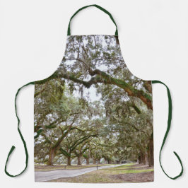 Avenue of Oaks, South Carolina