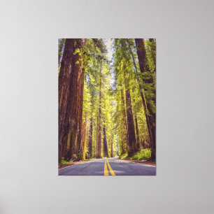 Avenue of the Giants Canvastryck