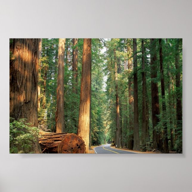 Avenue of The Giants, Humboldt, CA Poster (Framsidan)
