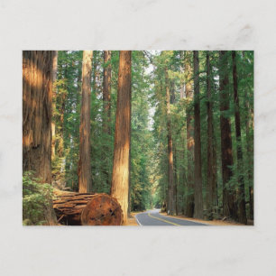 Avenue of The Giants, Humboldt, CA Vykort