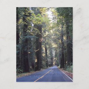 Avenue of the Giants- Humboldt Redwood State Park Vykort