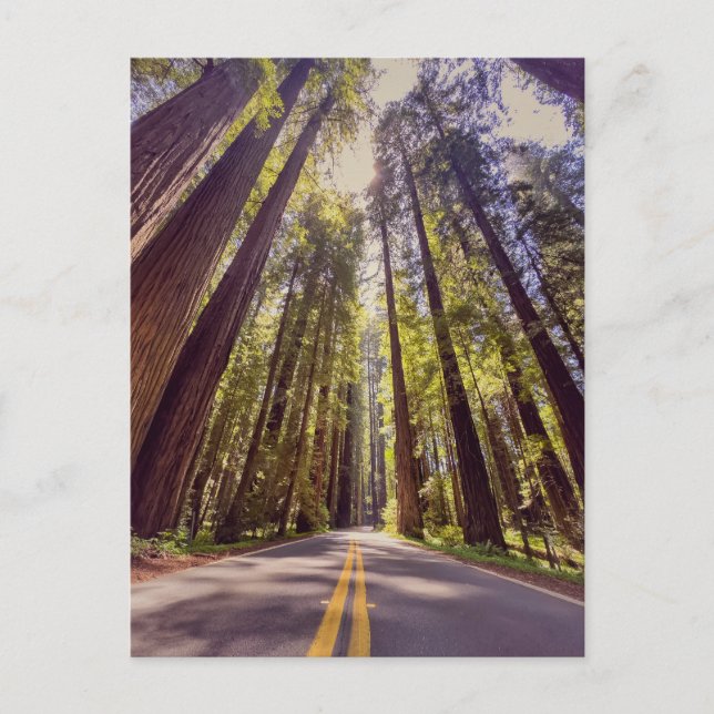 Avenue of the Giants Redwood Forest Vykort (Framsida)