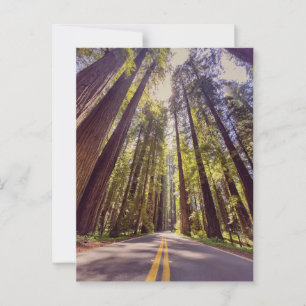 Avenue of the Giants Redwood Forest Vykort