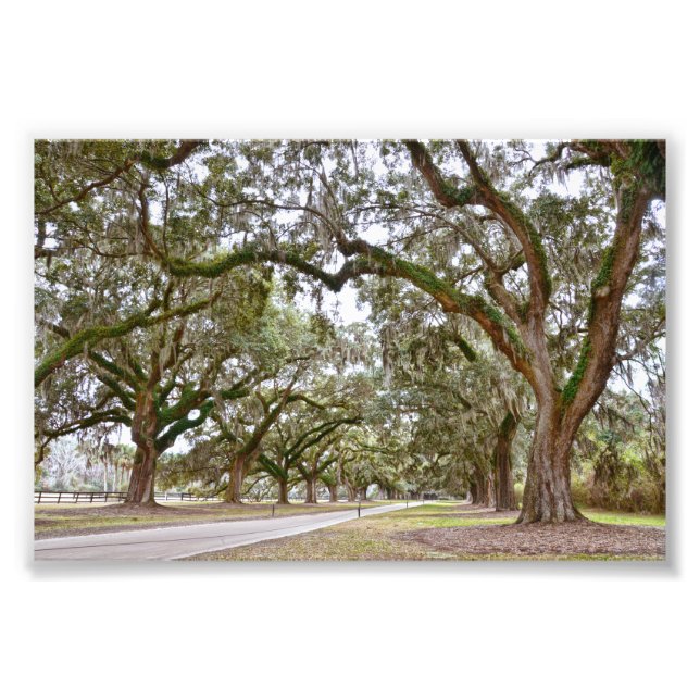 Avenue of the Oaks, South Carolina Fototryck (Framsidan)