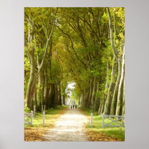 Avenue of Träd Poster