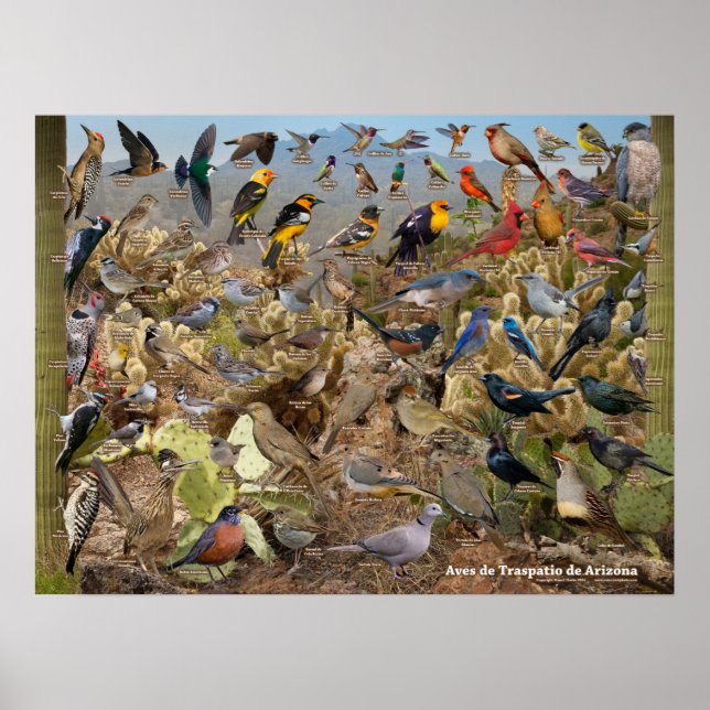 Aves de Traspatio de Arizona ID Poster (Framsidan)