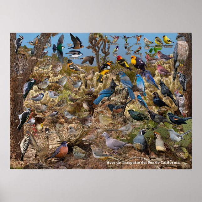 Aves de Traspatio del Sur de California Poster (Framsidan)