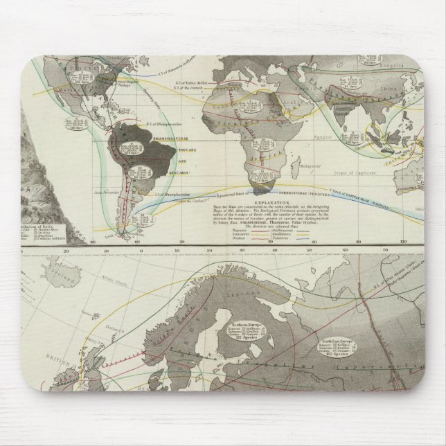 Aves, fåglar musmatta (Framsidan)