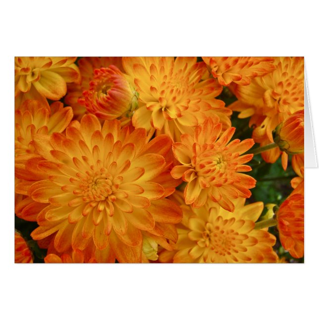 Avfyra orange Chrysanthemums Hälsningskort (Framsidan Horizontal)