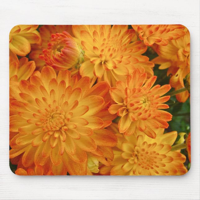 Avfyra orange Chrysanthemums Musmatta (Framsidan)