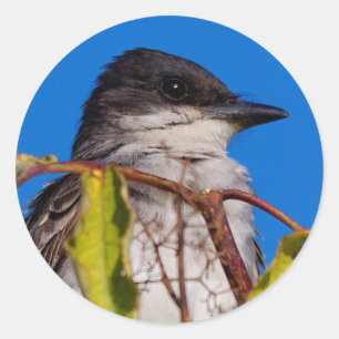 Avian Royalty: Östra Kingbird Runt Klistermärke