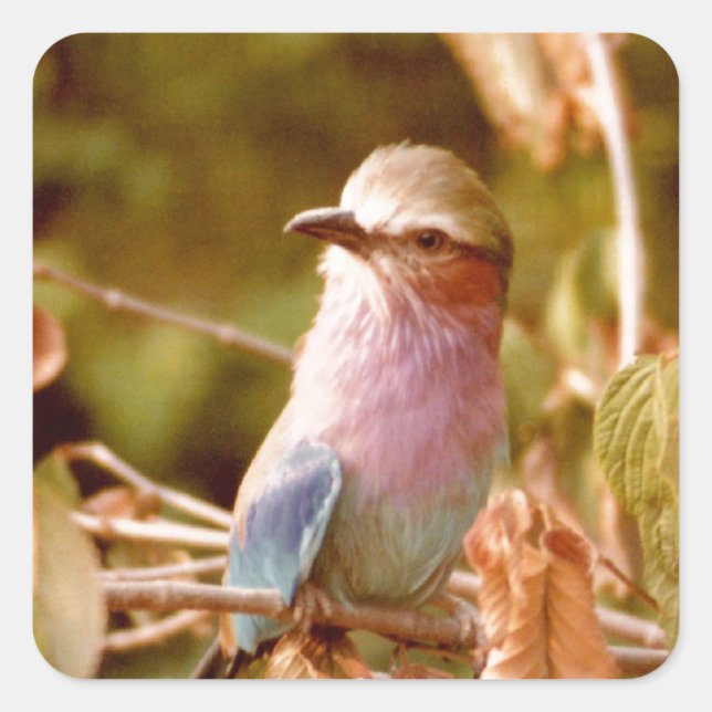 Aviary Fyrkantigt Klistermärke (Framsida)