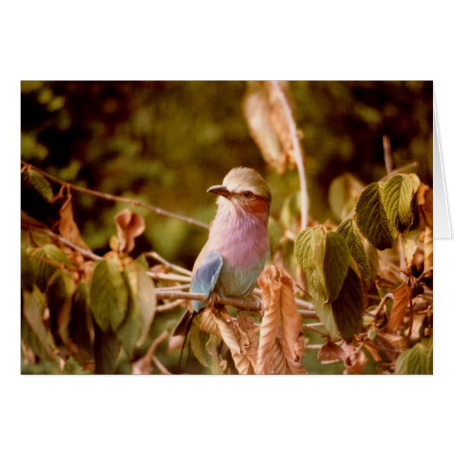 Aviary Hälsningskort (Framsidan Horizontal)