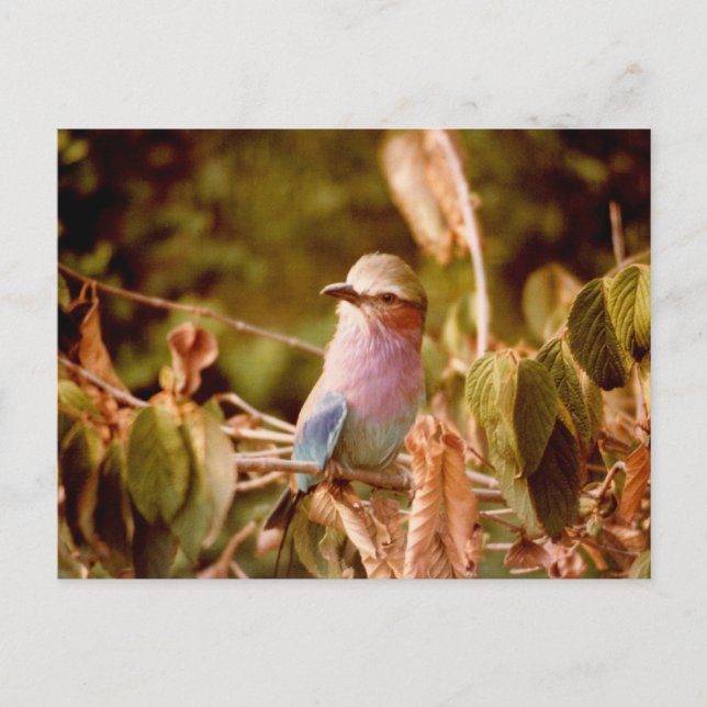 Aviary Vykort (Framsida)