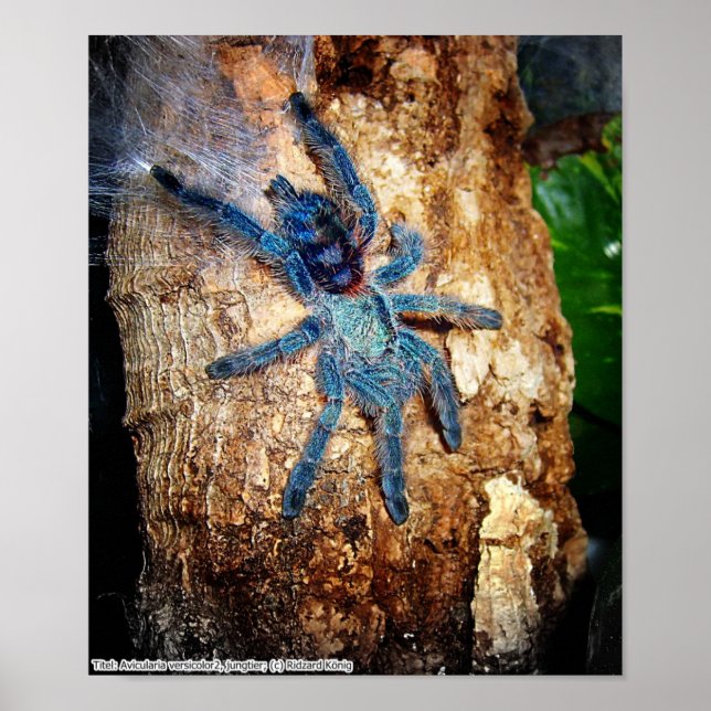 Avicularia versicolor poster (Framsidan)