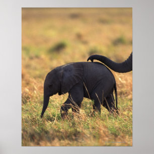 Avkomman från beröring av elefanter, Kenya , Poster