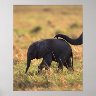 Avkomman från beröring av elefanter, Kenya , Poster