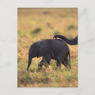 Avkomman från beröring av elefanter, Kenya , Vykort